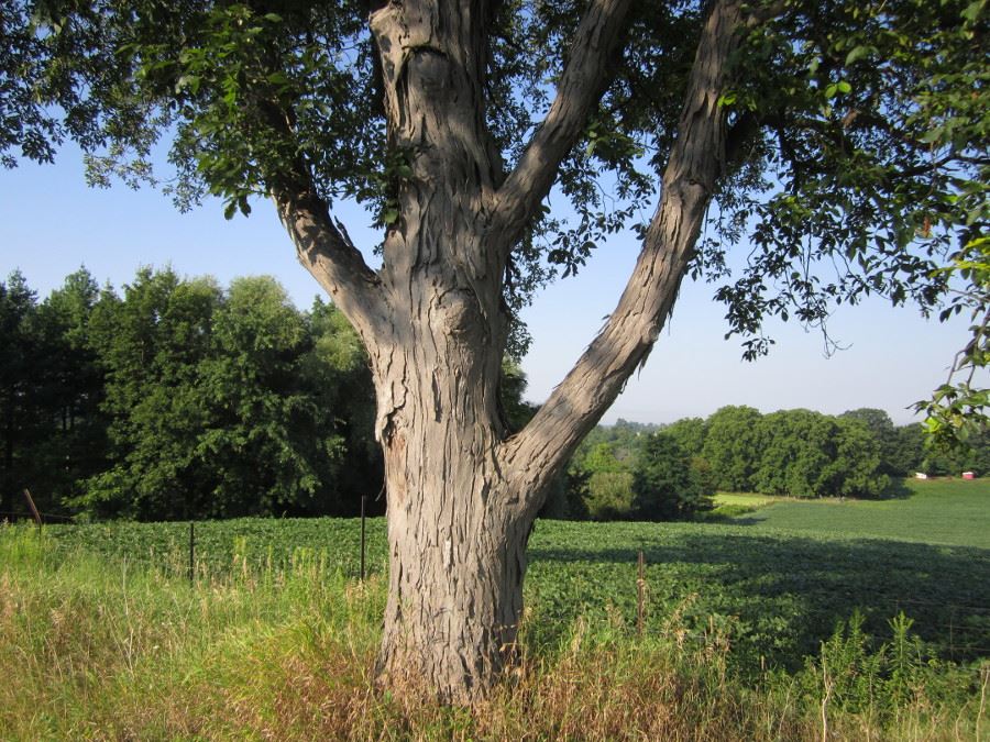 Shagbark Hickory in open - Not NFS image